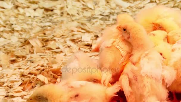 Žlutá kuřata na farmě pod umělým světlem. Kuře (Gallus gallus domesticus) je druh domestikované slepice, poddruh červené zpěvného. — Stock video