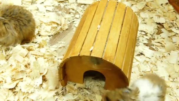 Goldhamster (Mesocricetus auratus) ist ein Mitglied der Unterfamilie cricetinae, den Hamstern. Syrische Hamster in Gefangenschaft werden oft als Haustiere gehalten. — Stockvideo