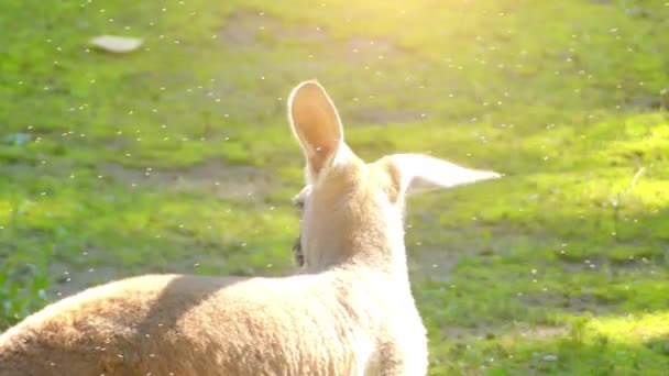 Il canguro rosso (Osphranter rufus) è il più grande di tutti i canguri, il più grande mammifero terrestre nativo dell'Australia e il più grande marsupiale esistente. Si trova in tutta l'Australia continentale . — Video Stock