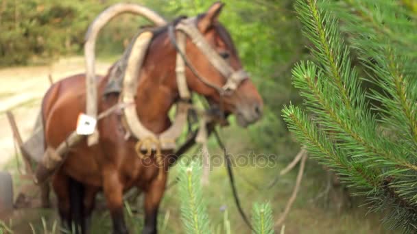 Överföra fokus: bay häst, utnyttjas till en trä vagn på bakgrunden av sommaren gröna landsbygden. — Stockvideo
