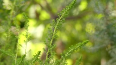 Erica curviflora. Erica kabaca 860 tür çiçekli bitki ailesindeki Fundagiller familyasından.