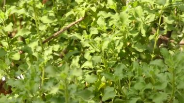 Ada çayı africana-lutea (plaj Ada çayı, dune Ada çayı, altın Ada çayı, sandsalie, geelblomsalie ayı) çalı evergreen çok yıllık yerli-e doğru Kıyı kumulları üzerinde sahil Cape Eyaleti Güney Afrika olduğunu.