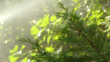 Port Orford sedir veya Lawson selvi bilinen Chamaecyparis lawsoniana, kozalaklı cins Chamaecyparis, Aile Servigiller familyasından. Oregon ve kuzeybatı California için yerel.