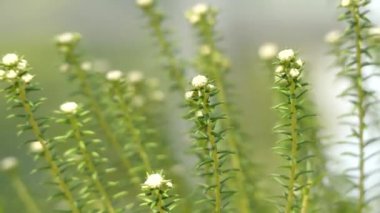Phylica ericoides. Phylica aile Cehrigiller bitki cinsidir. Yaklaşık 150 türler, Güney Afrika, nerede onlar fynbos parçası formu çoğunluğu kısıtlanır içerir.