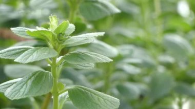 Plectranthus neochilus. Plectranthus büyük ölçüde Güney yarımkürede meydana gelen sıcak iklim bitki cinsidir. Onlar Solenostemon için yakından ilgilidir ve spurflowers bilinen.