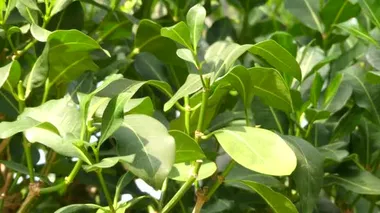 Kuş-berry (Psychotria capensis Vatke) Güney Afrika yaprak dökmeyen çalı veya küçük ağaç olduğunu. Medicinally birçok bölgelerde kullanılan cins ait.