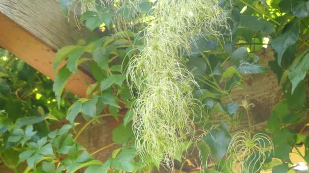 Clematis vitalba (Barba del viejo y alegría del viajero) es un arbusto de la familia Ranunculaceae. Flores de color blanco verdoso perfumado con sépalos subyacentes esponjosos . — Vídeos de Stock