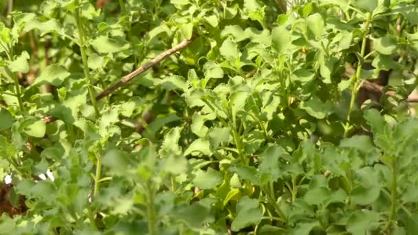 Salvia africana-lutea (пляжная сальвия, дюнная сальвия, золотая сальвия, синяк из пессали, geelblomsalie) - кустарник вечнозеленый, многолетний уроженец прибрежных дюн на побережье Капской провинции в Южной Африке. . — стоковое видео