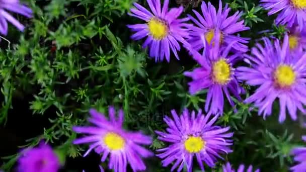 Symphyotrichum novae-angliae (Aster novae-angliae), New England aster, kıllı Mikael-papatya veya Michaelmas'la daisy, bilinen bir çiçekli otsu çok yıllık bitki bitki ailesindeki olduğunu. — Stok video
