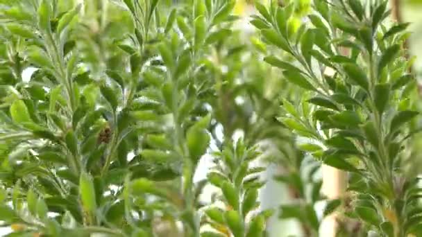 Reflexo paranóico. Paranomus é um género botânico pertencente à família Asteraceae. É endémica de Cape Floristic Region of South África . — Vídeo de Stock