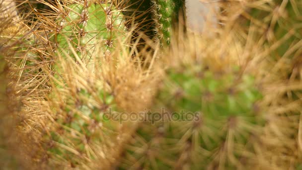 Přenést fokus: Echinopsis candicans je druhem rodu Rebutia ze Severní a západní Argentina (Monte poušť). Má velké voňavé bílé květy, které se otevírají v noci. — Stock video