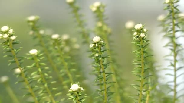 Phylica ericoides. Phylica ist eine Pflanzengattung aus der Familie der Rhamnaceae. Es enthält etwa 150 Arten, von denen die meisten auf Südafrika beschränkt sind, wo sie Teil der fynbos sind. — Stockvideo