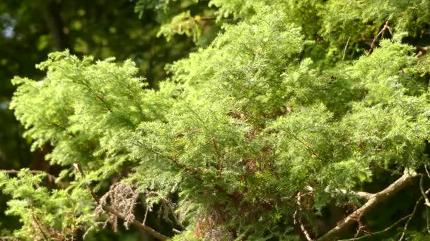 Chamaecyparis pisifera Squarrosa (sawara cypress eller sawara japansk) är arter av falska cypress, infödda till centrala och södra Japan, på öarna Honshu och Kyushu. — Stockvideo