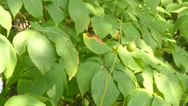 Aesculus parviflora (bottlebrush buckeye) är buckeye. Det är också kallas dvärg hästkastanj som ett erkännande av dess likhet med dess mer kända släkting horsechestnut. — Stockvideo