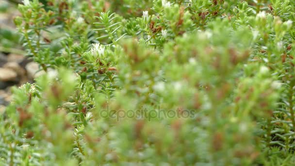 Fókusz átadása: Crassula lanceolata egy nedvdús növény. Termesztett fajták szinte kizárólag származik a az Eastern Cape Dél-afrikai faj. — Stock videók