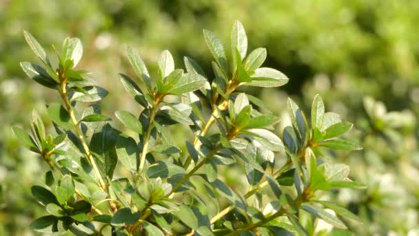 Rhododendron kiusianum is rhododendron soorten inheems in Oost-Azië. Het is struik. Soorten is gebruikelijk in Hong Kong, in de gebieden ten zuiden van de Yangtze in China zo goed zoals in Vietnam en Thailand. — Stockvideo