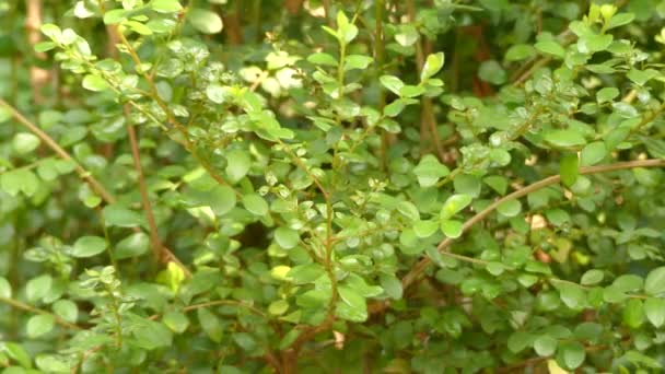 Myrsine africana (Cape Uršula, africké zimostráz nebo thakisa) je druh keř v Primulaceae rodina. To je původní Makaronésie, Afriky a jižní Asie. — Stock video