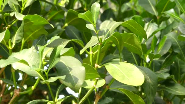 La baie d'oiseau (Psychotria capensis Vatke) est un arbuste ou un petit arbre à feuilles persistantes d'Afrique australe. Il appartient au genre qui est utilisé médicinalement dans de nombreuses régions . — Video