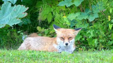 Red fox vahşi yaşam alanları içinde. Kızıl Tilki (Vulpes vulpes), gerçek tilki en büyük Carnivora ailesinin tüm üyeleri, en büyük coğrafi yelpazesine sahiptir.