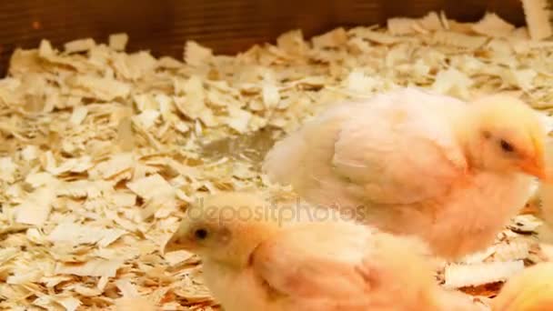 Żółte kurczaki na farmie przy sztucznym oświetleniu. Kurczak (Gallus gallus domesticus) jest typu udomowione ptactwo, podgatunek bankiwa. — Wideo stockowe