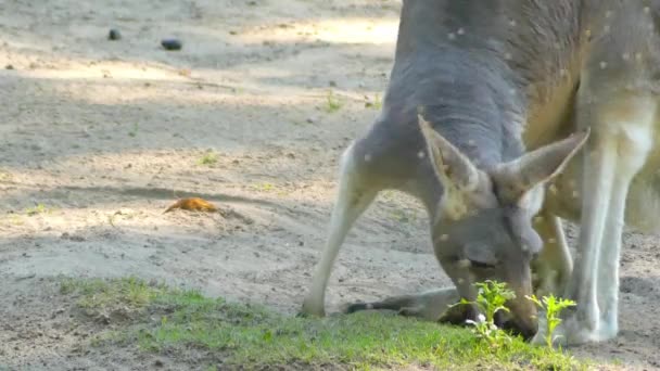 アカカンガルー (Osphranter ルーファス) はすべてカンガルー、オーストラリア原産の最大の地上の哺乳動物と最大の現生有袋類の中で最大。オーストラリア本土の間であります。. — ストック動画