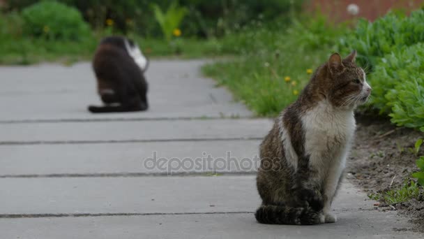 Two cats walking on footpath in summer city park.
