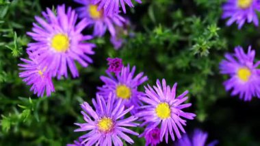 Symphyotrichum novae-angliae (Aster novae-angliae), New England aster, kıllı Mikael-papatya veya Michaelmas'la daisy, bilinen bir çiçekli otsu çok yıllık bitki bitki ailesindeki olduğunu.