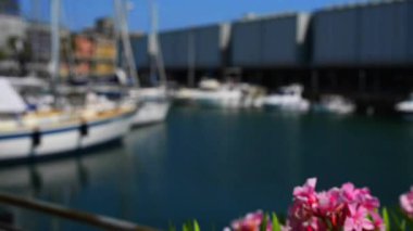 Nerium oleander bir yaprak dökmeyen çalı veya küçük ağaç dogbane aile Apocynaceae, onun her yerinde zehirli olduğunu. Sadece şu anda cins Nerium gizli tür olduğunu.