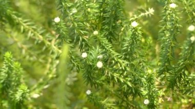 Phylica ericoides. Phylica aile Cehrigiller bitki cinsidir. Yaklaşık 150 türler, Güney Afrika, nerede onlar fynbos parçası formu çoğunluğu kısıtlanır içerir.