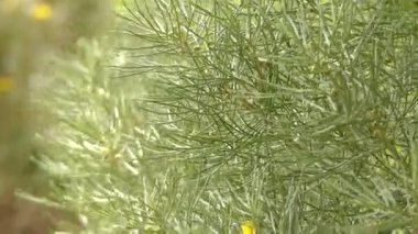 Senna artemisioides ailesindeki baklagiller çiçekli bitkidir. Yaygın gümüş Sinameki yaprağı, gümüş cassia veya tüylü cassia bilinir. Bu bitki Avustralya, Victoria dışında endemiktir.