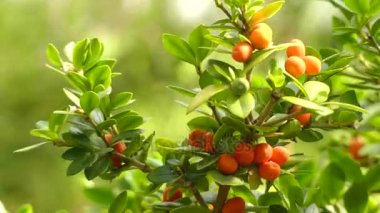 Alyxia gynopogon. Alyxia çiçekli bitki dogbane ailesinde, Apocynaceae mahmuzlu bir cinsidir. Alyxia stellata ve A. tisserantii çok değişken.