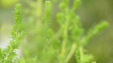 Odak transfer: Erica curviflora. Erica kabaca 860 tür çiçekli bitki ailesindeki Fundagiller familyasından.