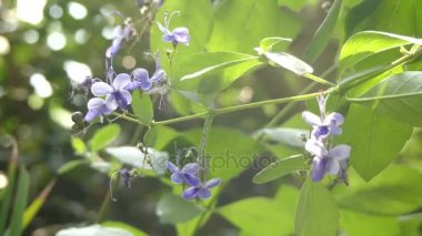 Rotheca myricoides (kelebek Bush) çiçekli bitki ailesindeki Ballıbabagiller familyasından. Afrika yerli ve başka bir yerde yaygın ekili. Clerodendrum myricoides Ugandense olduğunu.