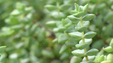 Odak transfer: Yeşim bitkisi sulu bitkidir. Ekili çeşitleri türleri üzerinden Eastern Cape, South Africa neredeyse sadece kaynaklanan.