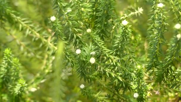 Ericoidi di pilica. Phylica è un genere di piante della famiglia delle Rhamnaceae. Contiene circa 150 specie, la maggior parte delle quali sono limitate al Sudafrica, dove fanno parte di fynbos. . — Video Stock