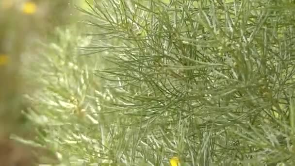 Senna artemisioides család Pillangósvirágúak a zárvatermők is. Ezüst senna, ezüst cassia vagy tollas cassia közismert. Ez a növény honos Ausztrália, kivéve a Victoria. — Stock videók