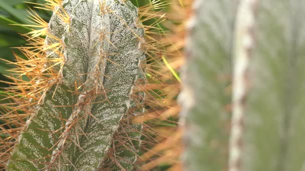 フォーカスを移動: Astrophytum ornatum、司教の帽子とも呼ばれるメキシコ中央高原に固有です。それは Astrophytum の最大かつ最も高い種です。. — ストック動画