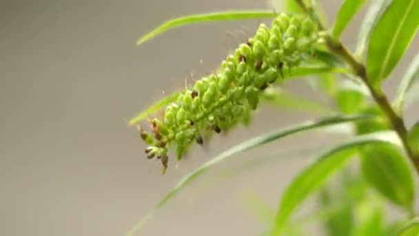 Hebe salicifolia, koromiko, or willow-leaf hebe, is plant of family Plantaginaceae, which is found throughout South Island of New Zealand and in Chile. It is large, evergreen shrub. — Stock Video