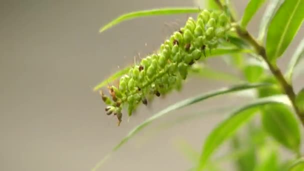 Hebe salicifolia, koromiko, o hebe de hoja de sauce, es una planta de la familia Plantaginaceae, que se encuentra en toda la Isla Sur de Nueva Zelanda y en Chile. Es grande, arbusto siempreverde . — Vídeos de Stock