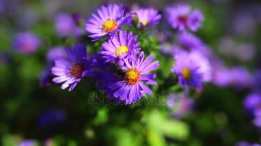 Symphyotrichum novae-angliae (Aster novae-angliae), New England aster, kıllı Mikael-papatya veya Michaelmas'la daisy, bilinen bir çiçekli otsu çok yıllık bitki bitki ailesindeki olduğunu.