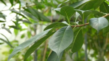 Hymenosporum flavum veya yerel frangipani, Queensland ve New South Wales Avustralya ve Yeni Gine için yerel olan rainforest ağacıdır. Cins Hymenosporum içinde tek türdür.