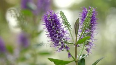 Hebe speciosa bitki muz ailesinin ortak tarafından bilinen tür olduğunu Yeni Zelanda hebe, gösterişli hebe ve gösterişli speedwell adlandırır. Her çiçek kısa boğaz dört loblu corolla Yayilim vardır.