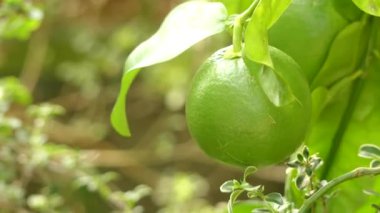 Greyfurt (narenciye sonat) subtropikal narenciye ağacıdır. Greyfurt iki tanıtılan türler, tatlı portakal ve pomelo veya shaddock arasında yanlışlıkla bir çapraz olarak Barbados'kaynaklanan melezi.