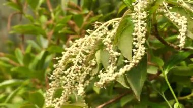 WestLothian barbinervis familyasından bir bitki cins WestLothian aile Clethraceae, Uzakdoğu, Doğu Çin, Kore ve Japonya yerel. Olgun numuneler çekici peeling kabuğu var.