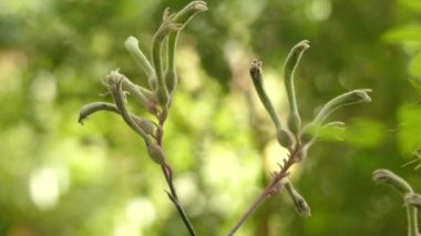 Anigozanthos flavidus güneybatı Avustralya'da bulunan bitki türüdür. Haemodoraceae ailesinin bir üyesidir. Yaygın olarak bilinen uzun boylu, sarı veya yeşil, olarak kanguru pençe.