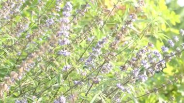 Vitex agnus-castus vitex, iffetli ağacı, chasteberry, İbrahim'in merhem, Lila chastetree veya keşiş 's biber, olarak da bilinir, Akdeniz bölgesinin Yerel.