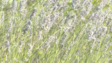 Hamurunda lavanta, spike lavanta veya Portekizce lavanta, olarak bilinen Lavandula latifolia çiçekli bitki ailesindeki Ballıbabagiller, Akdeniz bölgesi için yerel İtalya (Liguria Portekiz'den olduğunu).