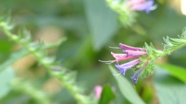 Echium stenosiphon Hodangiller ailesinden çiçek türüdür. Cape Verde için yapılan endemik türdür. Bilimsel adı geçen onun şeklinde dar sifon anlamına gelir..