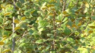 Quercus alnifolia, altın meşe bilinen bir yaprak dökmeyen meşe Kıbrıs türüdür. Ada endemik florası ait olduğu ve Troodos Dağları Magmatik jeolojik kompleksi için sınırlı.