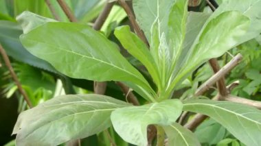 Heliotropium foertherianum (Tournefortia argentea) familyasından bir bitki ailesindeki hodan, Hodangiller. Velvetleaf soldierbush, ağaç kediotu ve ahtapot bush ortak adlarını içerir.
